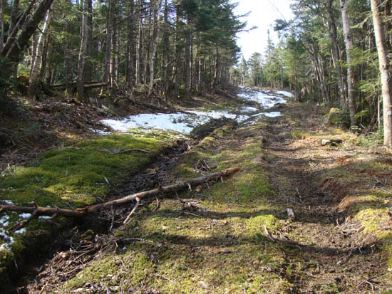 Upper Taft Trail on Mittersill, May 2011