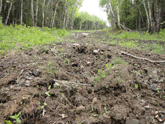 Upper Taft Trail on Mittersill, June 2011